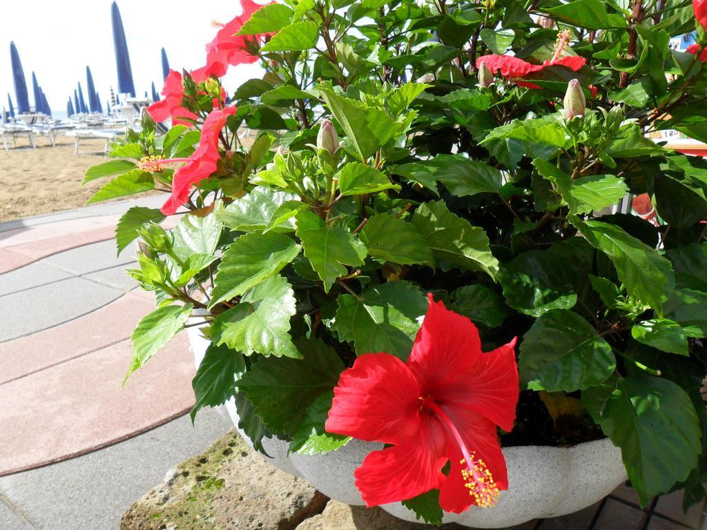 Hotel Telenia Lido di Jesolo Bagian luar foto